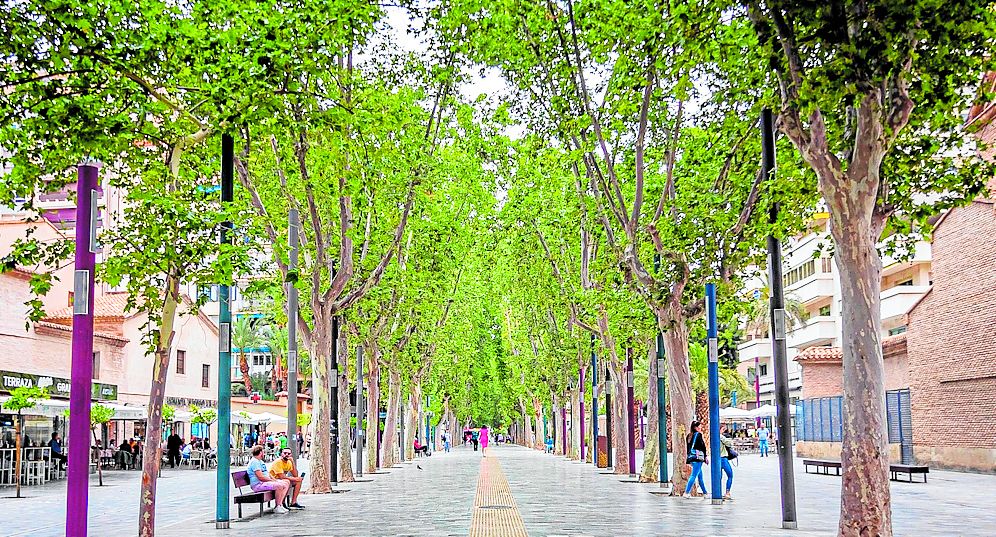 Un paseo botánico por el centro de Murcia