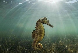 Un caballito de mar en una imagen de archivo.