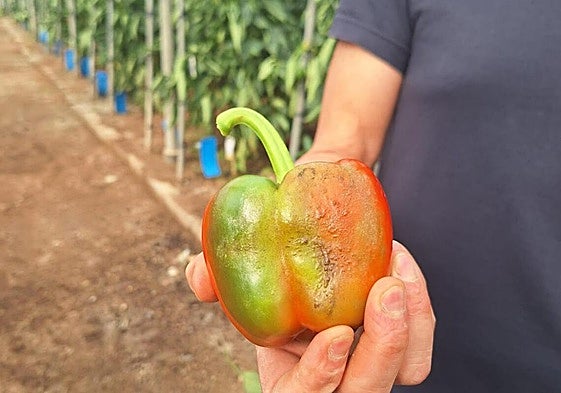 Pimiento afectado por Trips parvispinus.