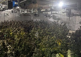 Las plantas de marihuana encontradas en el recinto.