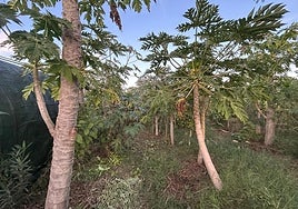 Cultivos y otras plantas en la finca El Bosque, en Pilar de la Horadada.