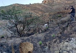 Dos de los miembros de la asociación plantan las especies autóctonas en la zona arrasada por el fuego.