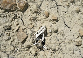 Detalle del desierto de Mahoya, en Abanilla.