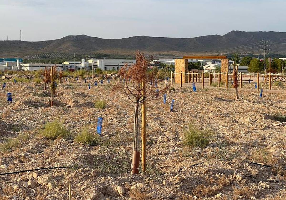 Árboles secos en el paraje de Las Celadillas, en una imagen captada este otoño.