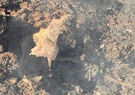 Restos óseos de un animal hallados en el incendio junto al aeropuerto de San Javier.