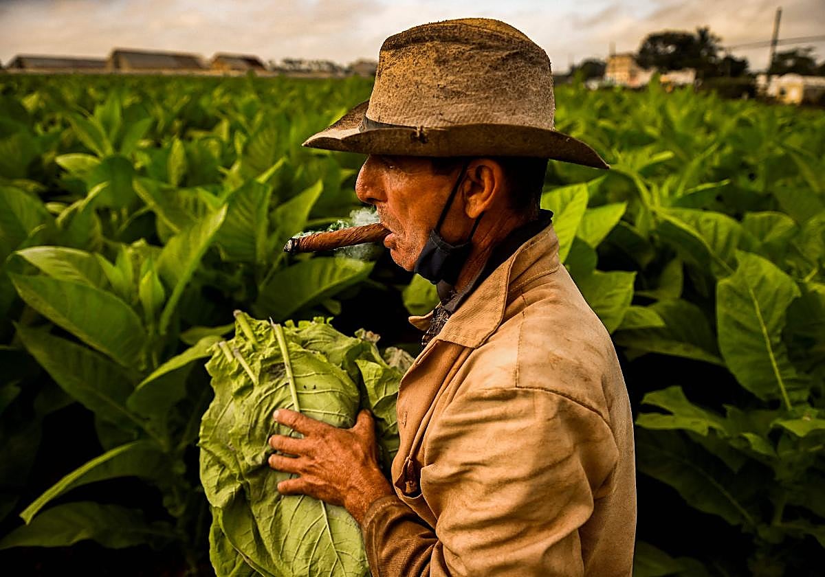 Plantación de tabaco en Cuba.