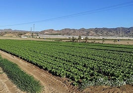 Cultivo de hortalizas de hoja en ecológico, en una explotación en la Región de Murcia.