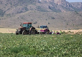 Plantaciones de melón regadas con agua subterránea, en Jumilla.