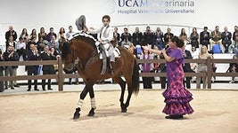 Un momento del espectáculo de baile equino celebrado este martes en la inauguración del hospital veterinario de la UCAM.