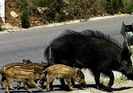 Una familia de jabalíes en una imagen de archivo.