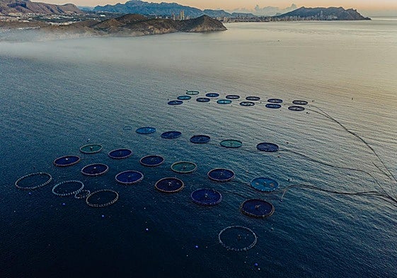 Innovación y responsabilidad: el rumbo de la acuicultura en España en los próximos años