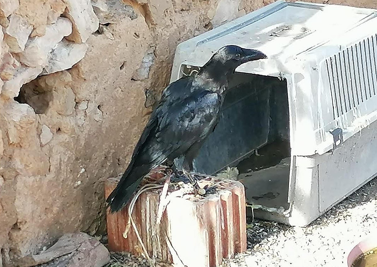 Imagen secundaria 1 - 1). Cernícalo con malformación del pico. 2). Cuervo agarrado con una cuerda. 3). Heridas con sangre en el ala de un halcón peregrino.