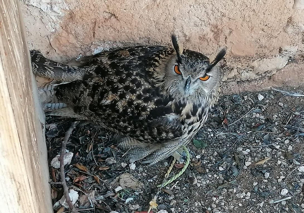Búho real atado a un cordel, en las instalaciones de la asociación.