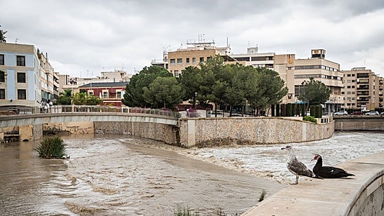 La CHS pide a las comunidades de regantes de la Vega Baja que cierren las tomas de riego del río por el desembalse de agua salinizada de Santomera