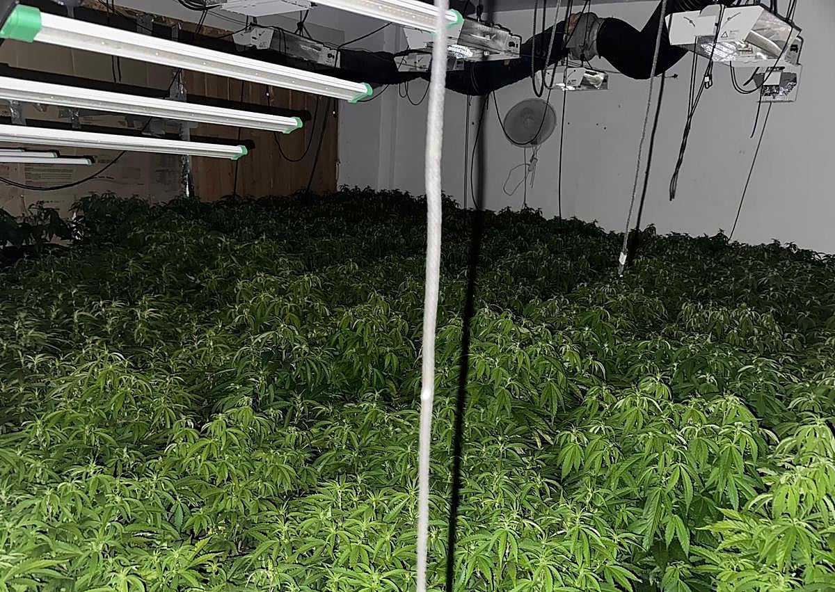 Imagen secundaria 1 - Plantación de marihuana.