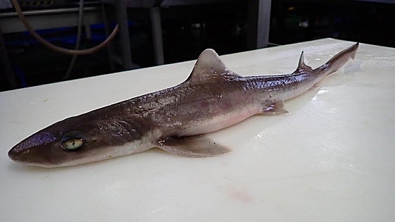 El verdadero miedo es un mar sin tiburones