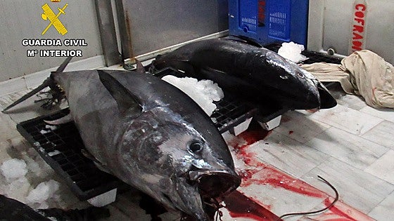 Un pescador, denunciado por capturar a dos atunes rojos ilegalmente en Águilas
