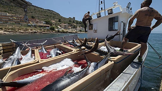 Enfado entre los pescadores de la Región de Murcia por la «insuficiente» subida en las nuevas cuotas del atún rojo