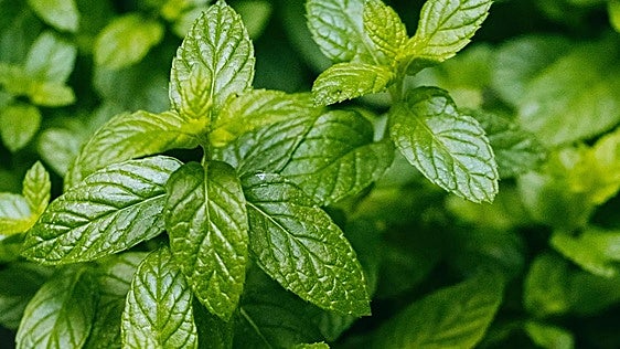 La hierbabuena, una refrescante hierba aromática con gran presencia en los recetarios tradicionales de la Región de Murcia