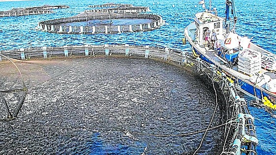 Piel de gamba para proteger la acuicultura regional