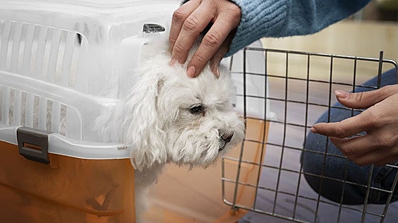 Todo lo que tienes que saber para viajar con mascotas por la Unión Europea este verano
