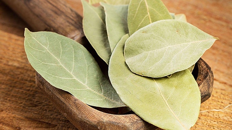 El laurel, la corona de los dioses