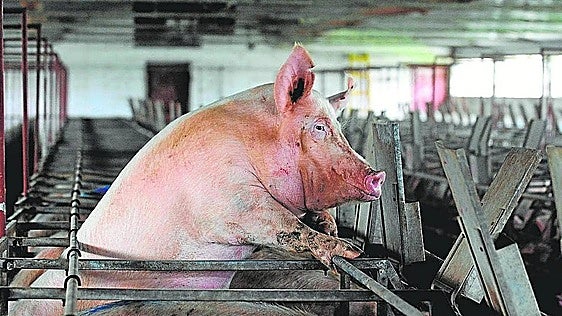 La explosión porcina que puso a la Región a la cabeza nacional