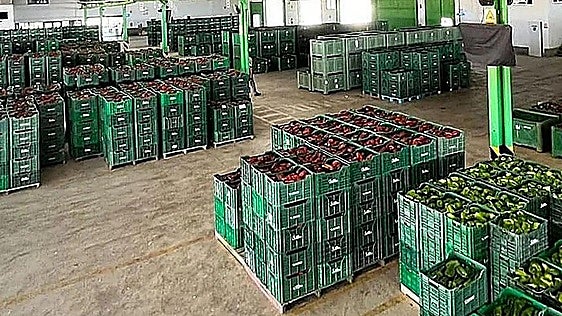 Las exportaciones hortofrutícolas murcianas al Reino Unido arrastran una fuerte caída por efecto del 'Brexit'