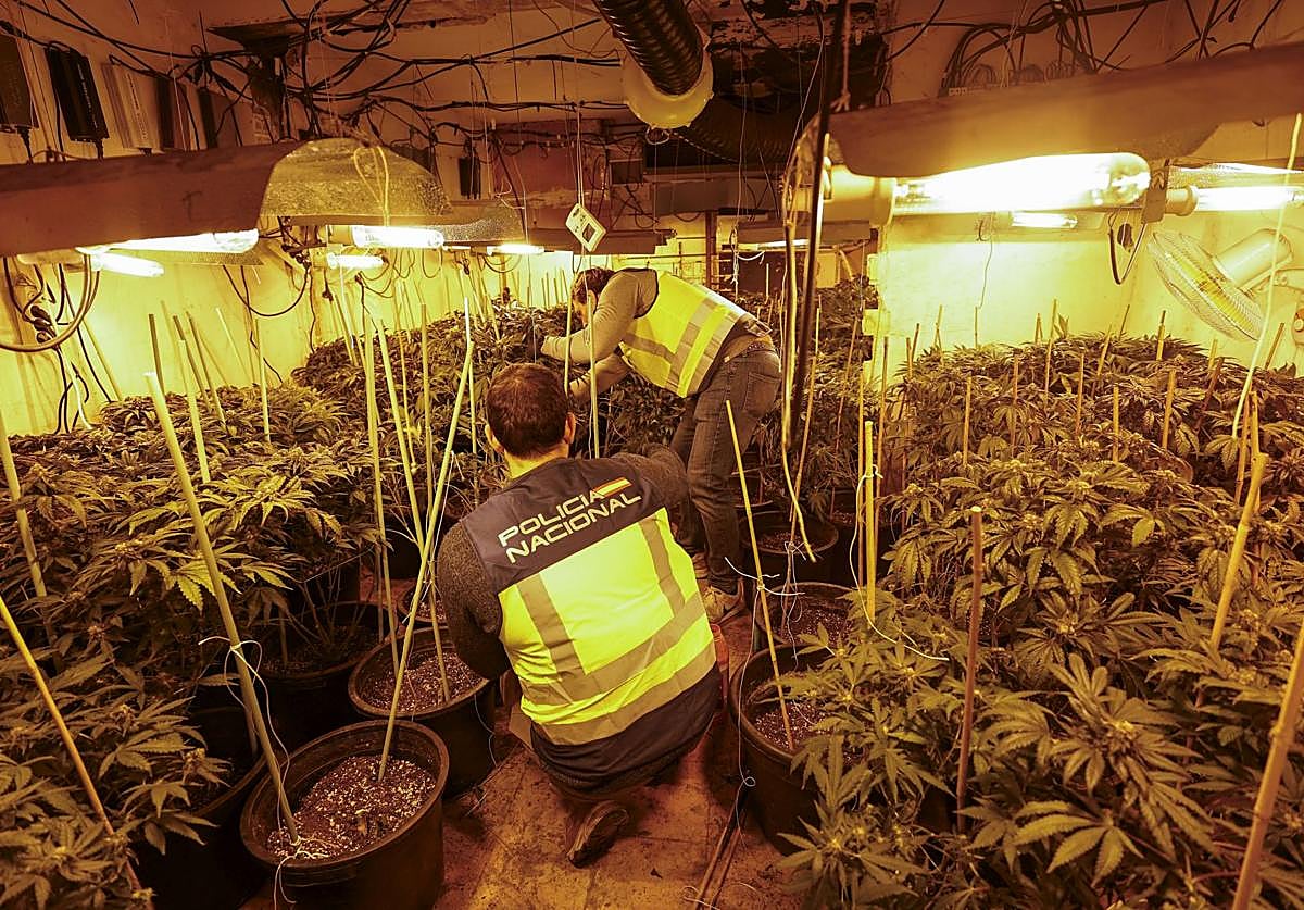 Unos agentes analizan una plantación de marihuana que se ocultaba en una casa de Murcia.