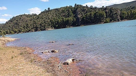 Retiran decenas de animales muertos de la presa de El Talave