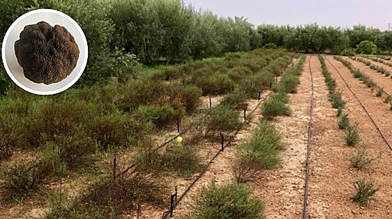 Descubren un hongo nuevo para la ciencia en Torre Pacheco