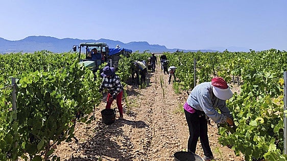 Jumilla tendrá la vendimia más temprana de su historia debido al calor