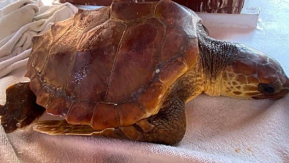Rescatan a una tortuga boba herida en el golfo de Mazarrón