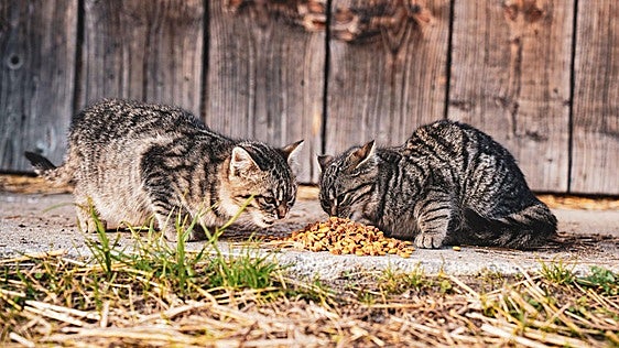 Guerra vecinal por echar de comer a los gatos callejeros: «Nadie tiene que aguantar tus marranadas»