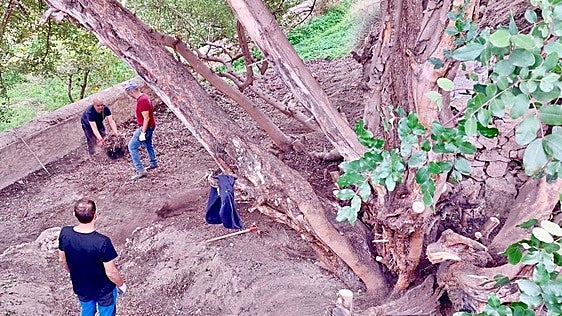 El árbol que gobernó el Valle de Ricote: una investigación desvela el papel oculto del Garrobo hace 400 años