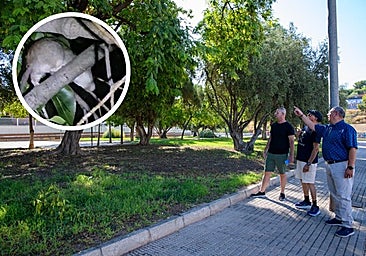 Soto, Pascual y Gil apuntan a uno de los árboles donde se ha detectado la presencia de ratas recientemente.
