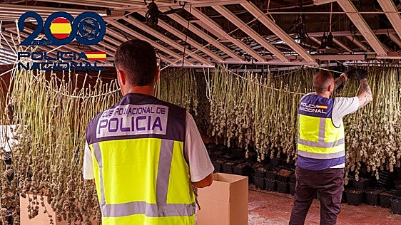 Desmantelan una vivienda con más de 1.800 plantas de marihuana en Fortuna