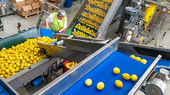El sector del limón crece sólido tras la estabilización de la superficie de cultivo y una mayor concentración empresarial