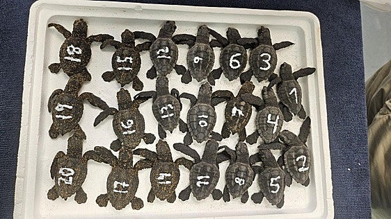 Concluye el proceso de eclosión de los dos nidos de tortuga boba registrados este verano en la Región de Murcia con 136 ejemplares