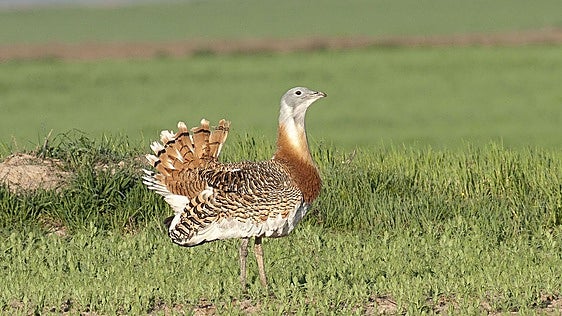 El Plan Nacional de Restauración pone el foco en comarcas de la Región de Murcia con aves esteparias