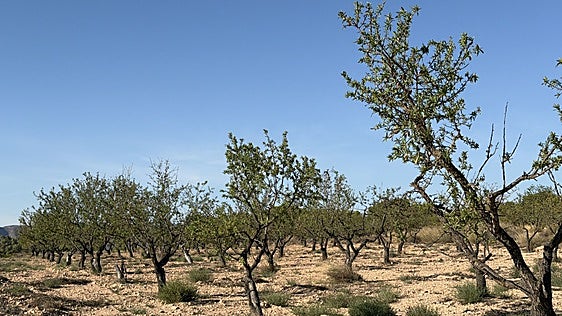 La Comunidad prepara un nuevo plan de ayudas para aliviar la crisis del «secano rabioso»