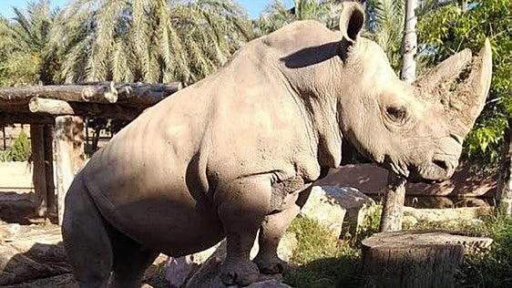¡Yo también quiero un 'rino-spa'!: la rinoceronte blanca más longeva de Terra Natura Murcia cumple 40 años