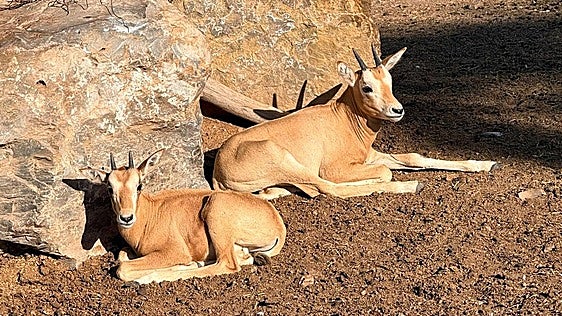 Nacen en Terra Natura Murcia dos nuevas crías de oryx