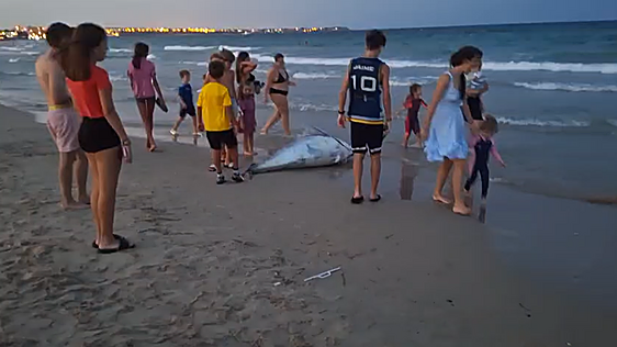 Un atún muerto vara en la playa de Mil Palmeras, en Pilar de la Horadada