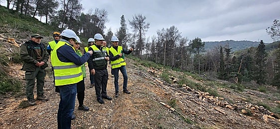 El Gobierno regional destina 21 millones de euros en los últimos dos años para frenar el decaimiento forestal