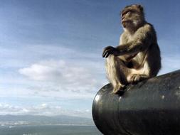 La leyenda asegura que Gibraltar dejaría de ser británica si los monos abandonan la colonia. /REUTERS