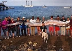 Un grupo de personas sostiene un pez remo de 5,5 metros de largo. / Efe