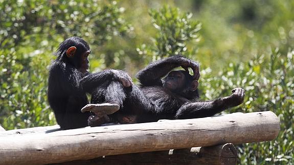 Descifran el lenguaje de gestos de los chimpancés
