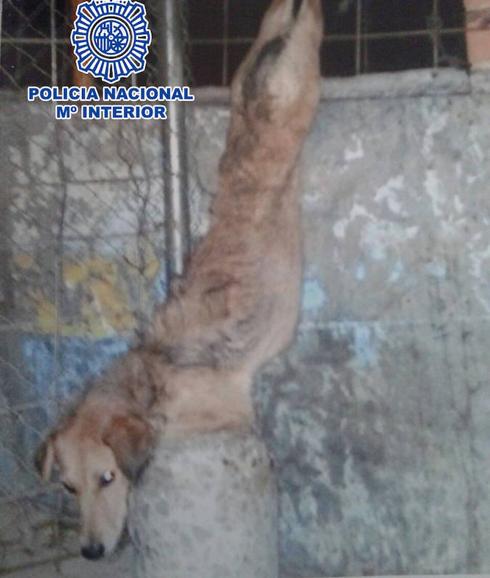 Uno de los perros encontrado en la finca que sufría el maltrato.