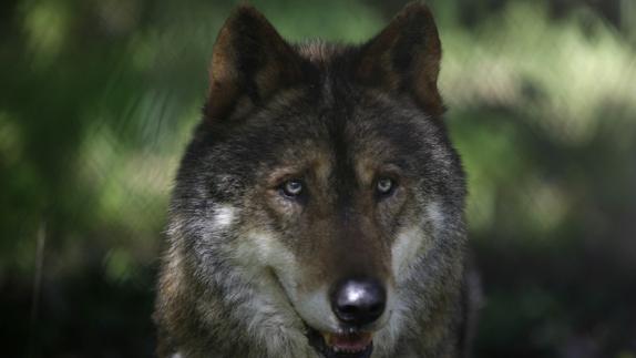 Lobo ibérico.